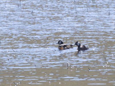 White-tufted Grebe / Witwangfuut / Rollandia rolland