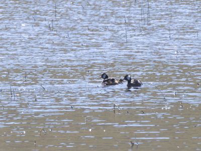 White-tufted Grebe / Witwangfuut / Rollandia rolland