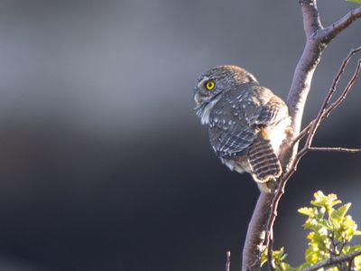 Austral Pygmy-Owl / Magelhaendwerguil / Glaucidium nana
