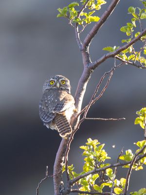 Austral Pygmy-Owl / Magelhaendwerguil / Glaucidium nana