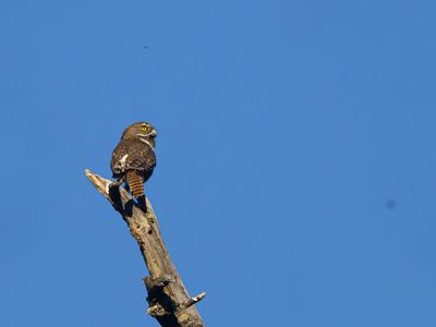 Austral Pygmy-Owl / Magelhaendwerguil / Glaucidium nana
