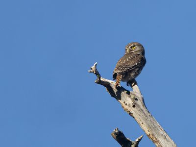 Austral Pygmy-Owl / Magelhaendwerguil / Glaucidium nana