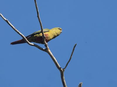 Austral Parakeet / Magelhaenparkiet / Enicognathus ferrugineus