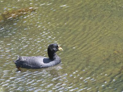 Red-gartered Coot / Roodbandkoet / Fulica armillata