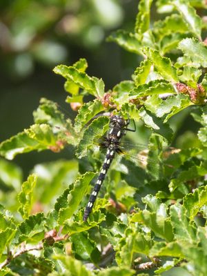 Gomphomacromia paradoxa