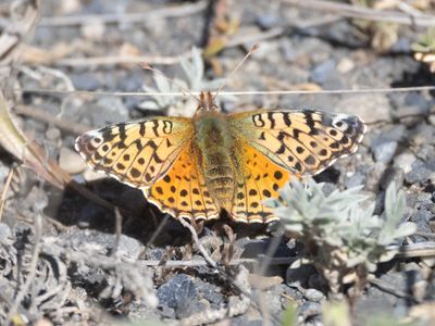Cytheris Fritillary / Yramea cytheris