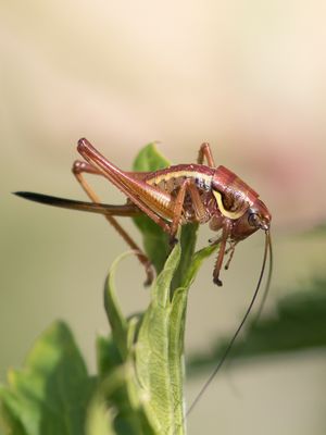 Pyrenean Bush-cricket / Antaxius hispanicus 