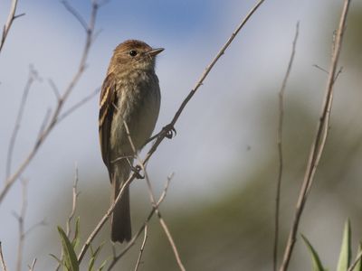 Bran-colored Flycatcher / Roesttiran / Myiophobus fasciatus