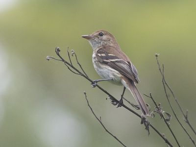 Bran-colored Flycatcher / Roesttiran / Myiophobus fasciatus