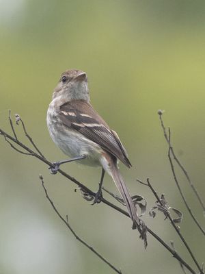 Bran-colored Flycatcher / Roesttiran / Myiophobus fasciatus