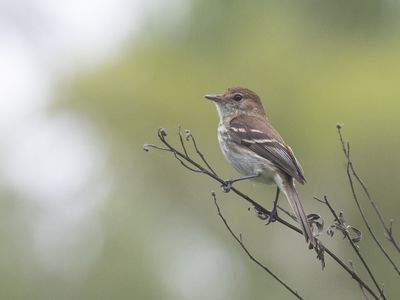 Bran-colored Flycatcher / Roesttiran / Myiophobus fasciatus