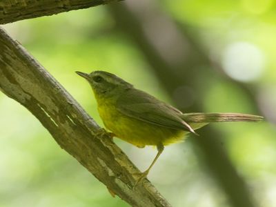Golden-crowned Warbler / Goudhaanzanger / Basileuterus culicivorus
