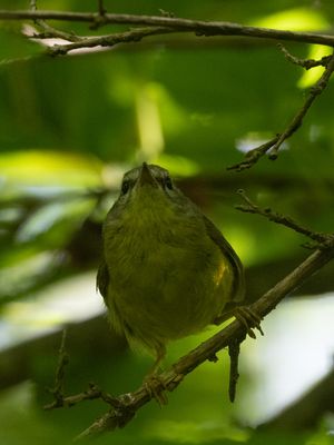 Golden-crowned Warbler / Goudhaanzanger / Basileuterus culicivorus