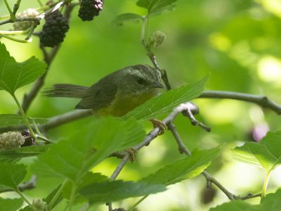 Golden-crowned Warbler / Goudhaanzanger / Basileuterus culicivorus