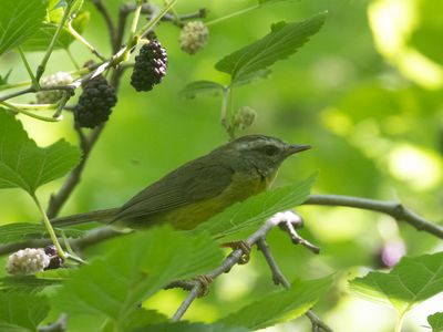 Golden-crowned Warbler / Goudhaanzanger / Basileuterus culicivorus