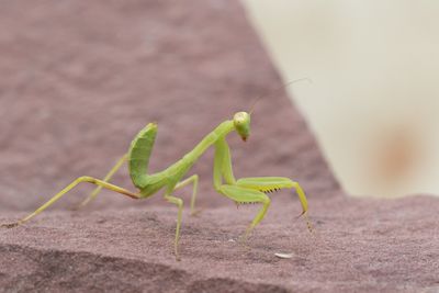 Hierodula tenuidentata