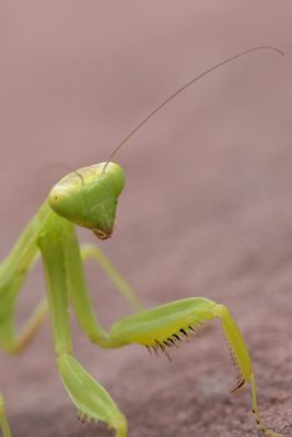 Hierodula tenuidentata