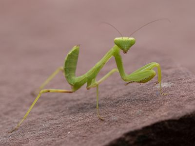 Hierodula tenuidentata
