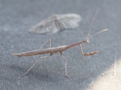 Severinia turcomaniae