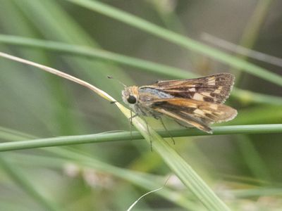 Fiery Skipper / Hylephila phyleus