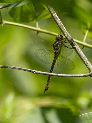 Rhionaeschna planaltica