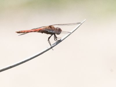Orthemis nodiplaga