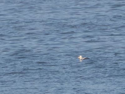 Brileider / Spectacled Eider / Somateria fischeri