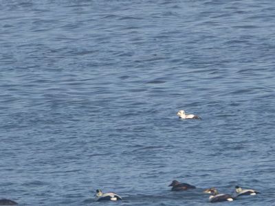 Brileider / Spectacled Eider / Somateria fischeri