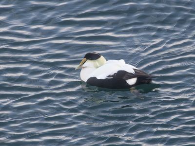 Common Eider / Eidereend / Somateria mollissima