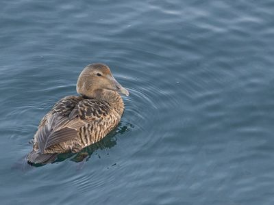 Common Eider / Eidereend / Somateria mollissima