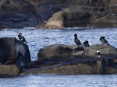 Great Cormorant / Grote Aalscholver / Phalacrocorax carbo