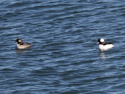 Bufflehead / Buffelkopeend / Bucephala albeola 