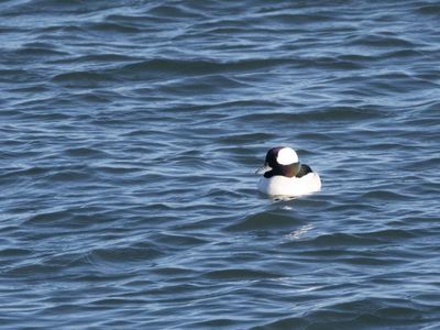 Bufflehead / Buffelkopeend / Bucephala albeola 