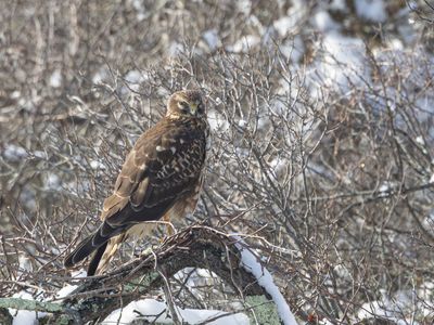 Northern Harrier / Amerikaanse Blauwe Kiekendief / Circus hudsonius