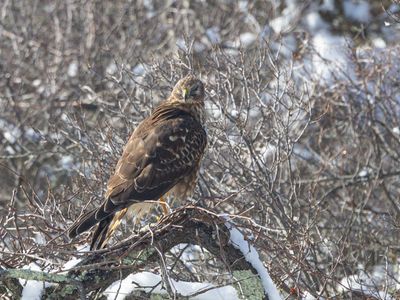 Northern Harrier / Amerikaanse Blauwe Kiekendief / Circus hudsonius