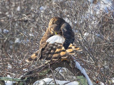 Northern Harrier / Amerikaanse Blauwe Kiekendief / Circus hudsonius