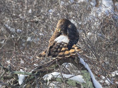 Northern Harrier / Amerikaanse Blauwe Kiekendief / Circus hudsonius