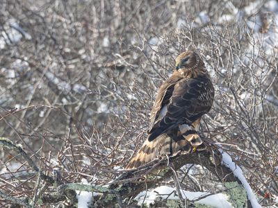 Northern Harrier / Amerikaanse Blauwe Kiekendief / Circus hudsonius