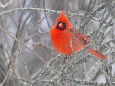 Northern Cardinal / Kardinaalvogel / Cardinalis cardinalis