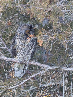 Long-eared Owl / Ransuil / Asio otus