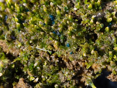 Mniaecia jungermanniae / Blauw levermosschoteltje