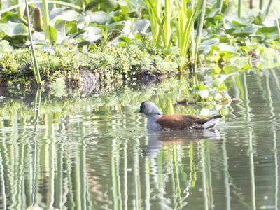 Spot-flanked Gallinule / Zwartkopwaterhoen / Porphyriops melanops