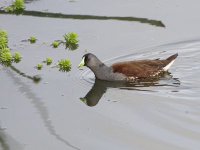 Spot-flanked Gallinule / Zwartkopwaterhoen / Porphyriops melanops