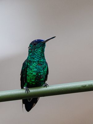 Indigo-capped Hummingbird / Blauwkapamazilia / Saucerottia cyanifrons