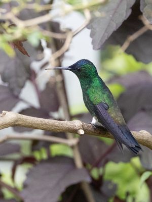 Indigo-capped Hummingbird / Blauwkapamazilia / Saucerottia cyanifrons
