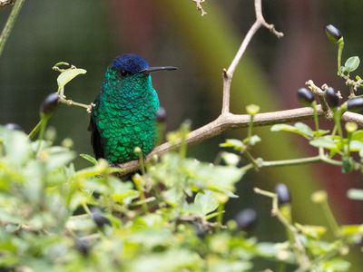 Indigo-capped Hummingbird / Blauwkapamazilia / Saucerottia cyanifrons