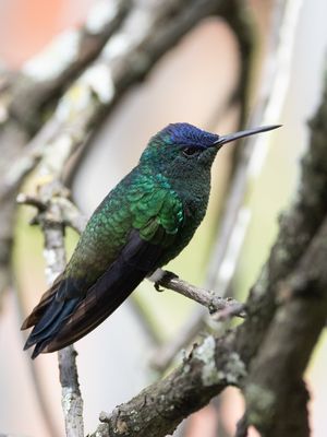 Indigo-capped Hummingbird / Blauwkapamazilia / Saucerottia cyanifrons