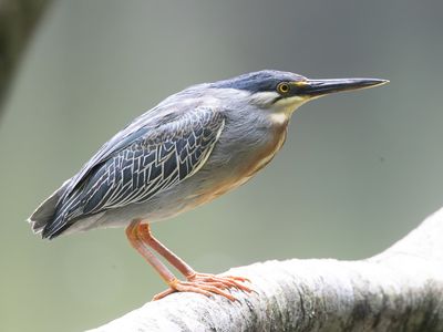 Striated Heron / Amerikaanse Mangrovereiger / Butorides striata