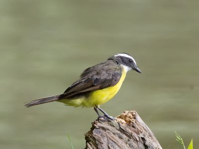 Rusty-margined Flycatcher / Roestvleugeltiran / Myiozetetes cayanensis
