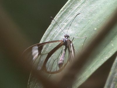 Salvinīs Clearwing / Episcada salvinia